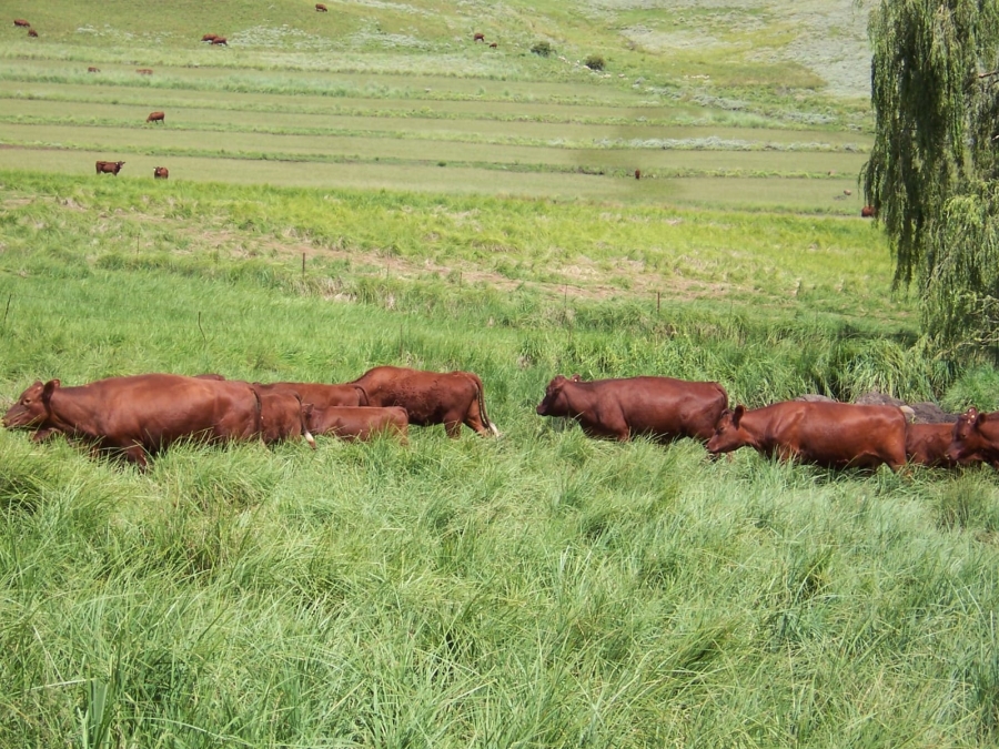 0 Bedroom Property for Sale in Barkly East Rural Eastern Cape